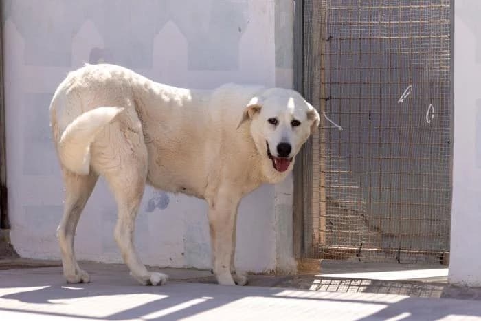 Lola, female 4yo mixed breed for adoption at Almanimal Castalla