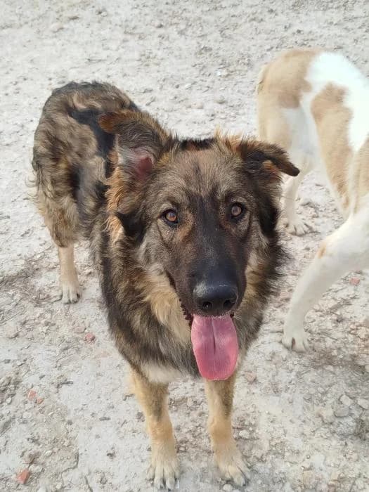 Lobo, male young Mixed Breed for adoption at Almanimal Castalla