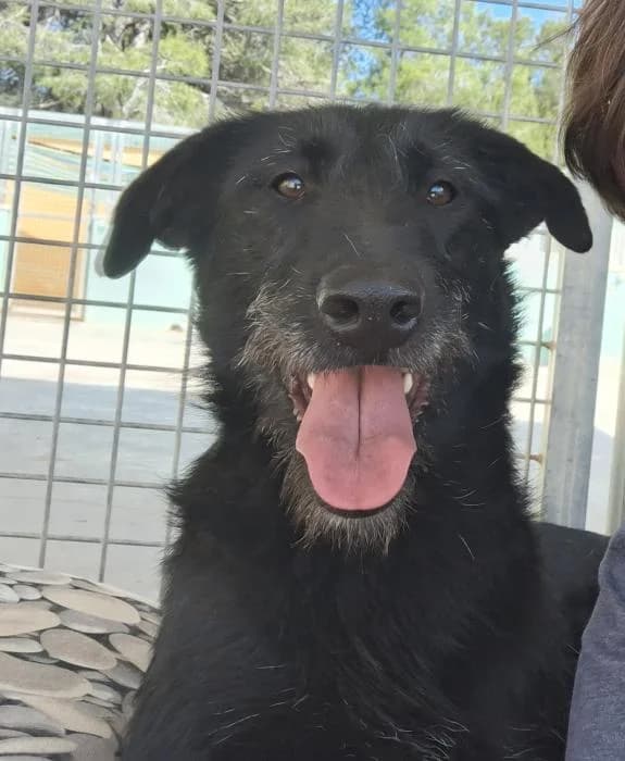 Fox, female young Mixed Breed for adoption at Almanimal Castalla