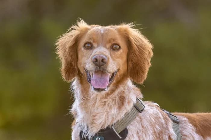 Trufa, female 5yo Brittany Spaniel for adoption at Almanimal Castalla