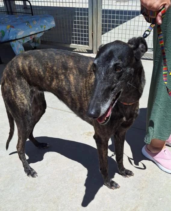 Elsa, female 7yo mixed breed for adoption at Almanimal Castalla