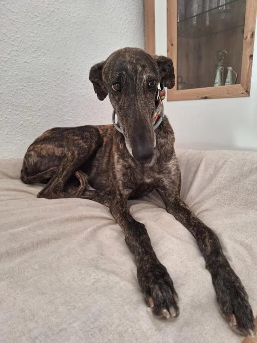 Dublin, male young Galgo Español for adoption at Almanimal Castalla