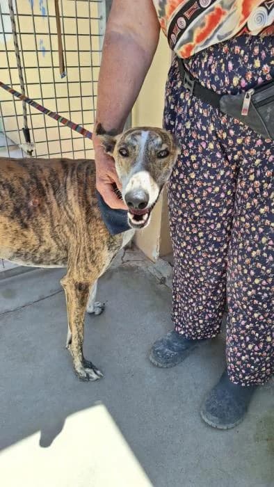 Hamlet, male Galgo Español for adoption at Almanimal Castalla