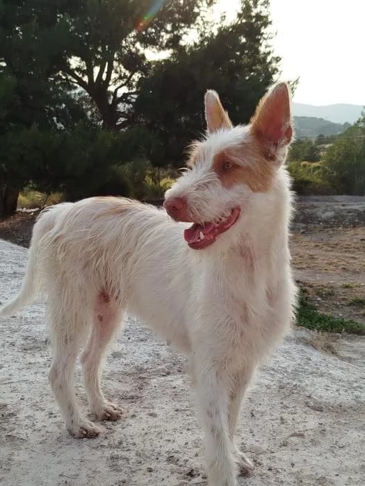 Osito, male young Podenco for adoption at Almanimal Castalla