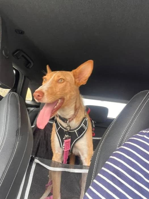 Cara, female young Podenco for adoption at Almanimal Castalla