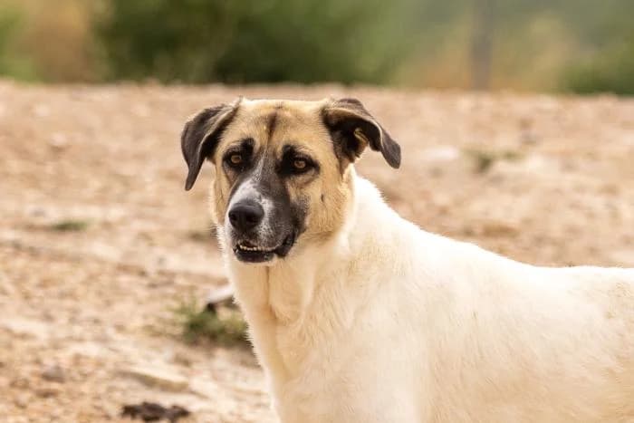 Esmeralda, female young Mixed Breed for adoption at Almanimal Castalla