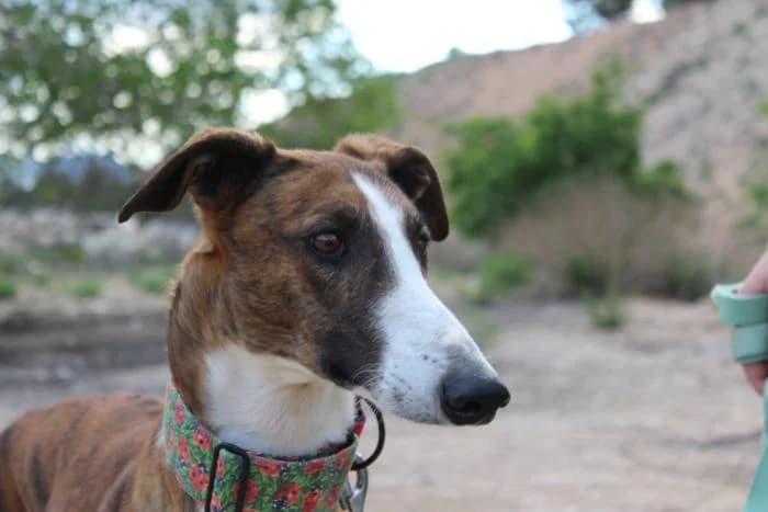 Trabuco, male young Galgo Español for adoption at Almanimal Castalla