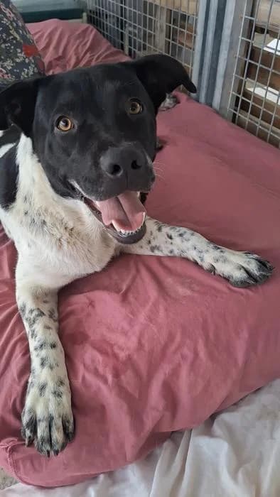 Bartolo, male puppy Mixed Breed for adoption at Almanimal Castalla