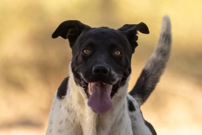 Bartolo, male young Mixed Breed for adoption at Almanimal Castalla