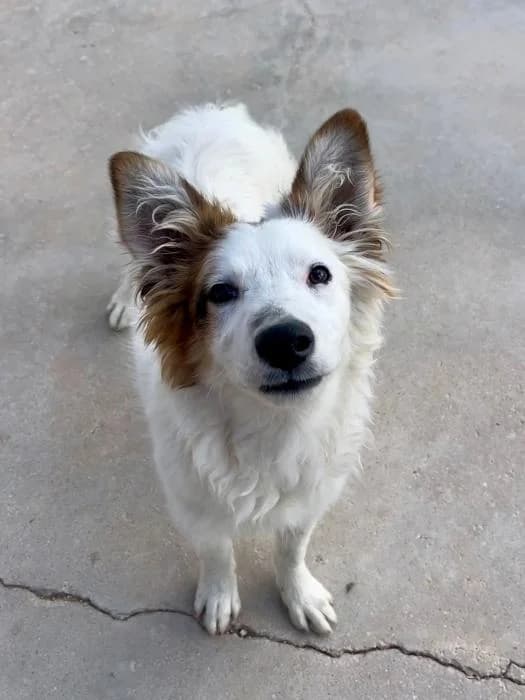 Algodón, male puppy Mixed Breed for adoption at Almanimal Castalla