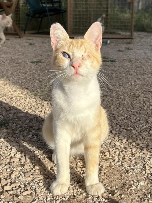 Wonder, male young mixed breed for adoption at Almanimal Castalla