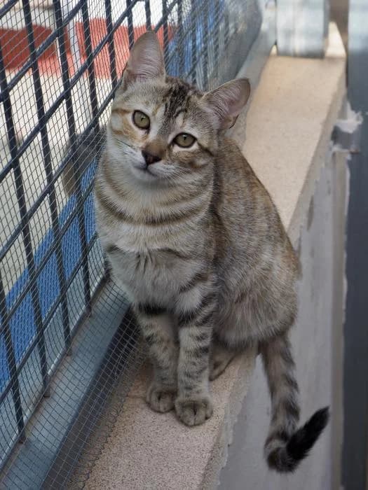 Tami, female puppy mixed breed for adoption at Almanimal Castalla