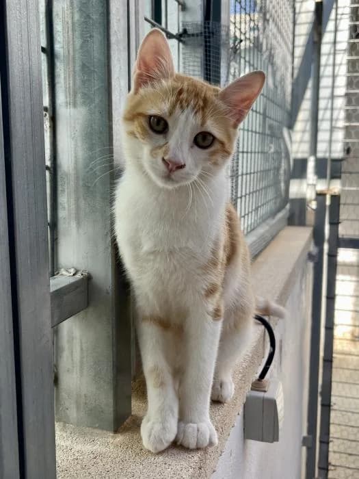 Takumi, male puppy mixed breed for adoption at Almanimal Castalla