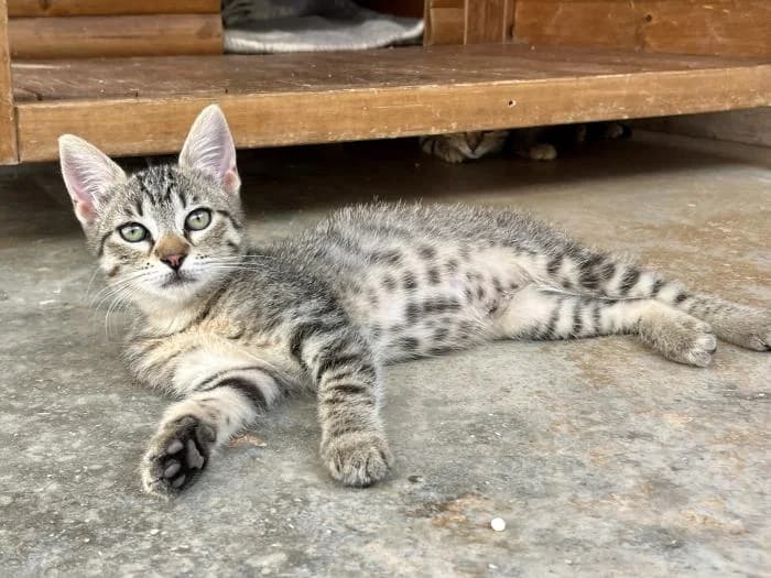 Hanami, female puppy mixed breed for adoption at Almanimal Castalla