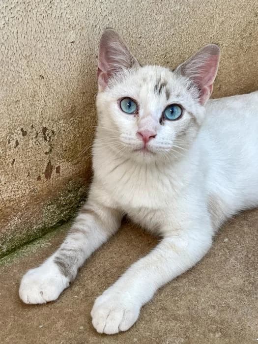 Yuki, female senior mixed breed for adoption at Almanimal Castalla