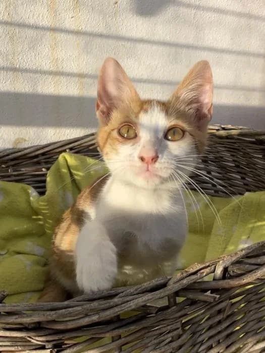 Oscar, male puppy mixed breed for adoption at Almanimal Castalla
