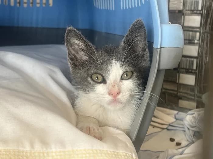 Hai, female puppy mixed breed for adoption at Almanimal Castalla