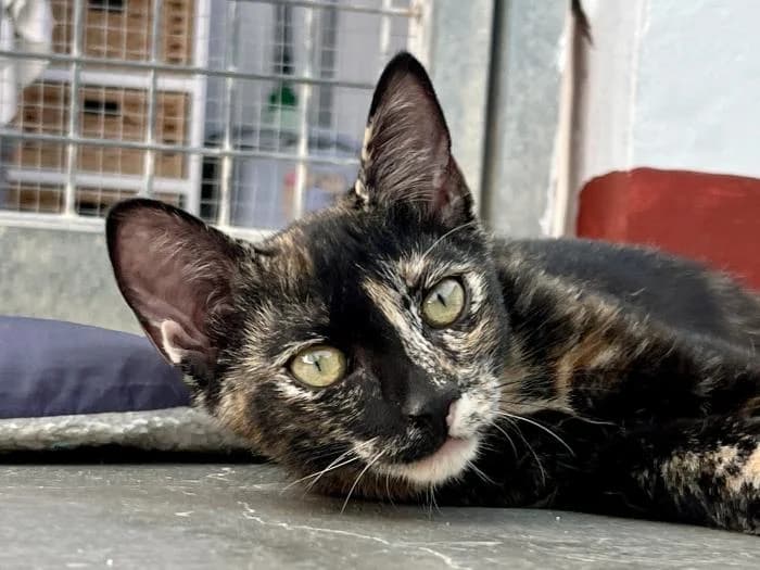 Tara, female puppy mixed breed for adoption at Almanimal Castalla