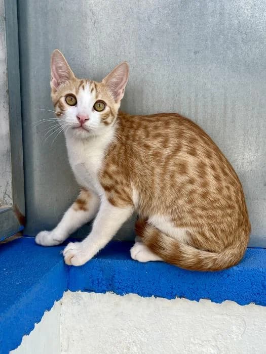 Spike, male puppy mixed breed for adoption at Almanimal Castalla