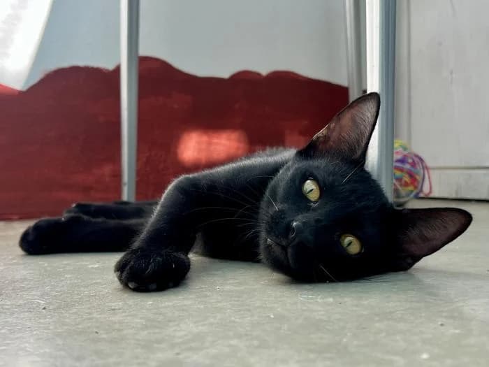 Angelus, male puppy mixed breed for adoption at Almanimal Castalla