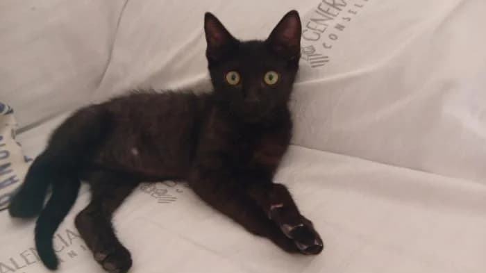 Luciano, male puppy mixed breed for adoption at Almanimal Castalla