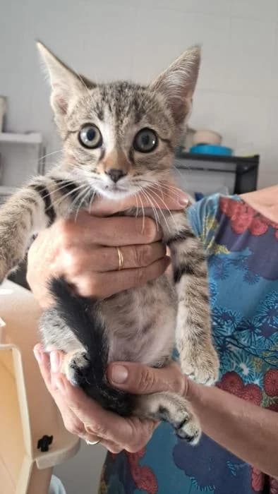 Tono, male puppy mixed breed for adoption at Almanimal Castalla
