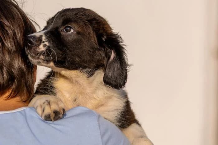 Ozzy, male puppy Mixed Breed for adoption at Almanimal Castalla