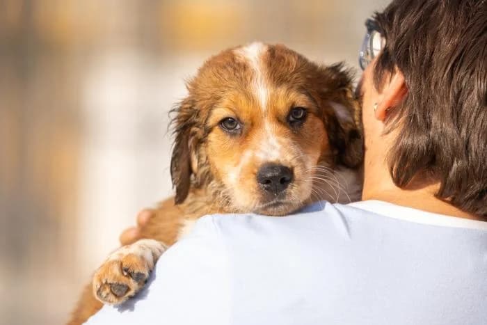 Beethoven, male puppy Mixed Breed for adoption at Almanimal Castalla