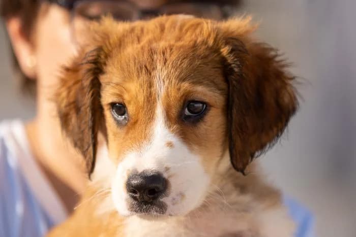 Bruno, male puppy Mixed Breed for adoption at Almanimal Castalla