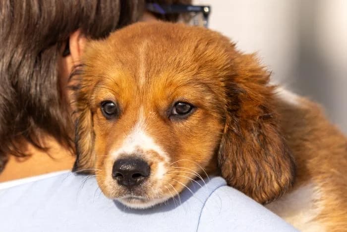 Princess, female puppy Mixed Breed for adoption at Almanimal Castalla