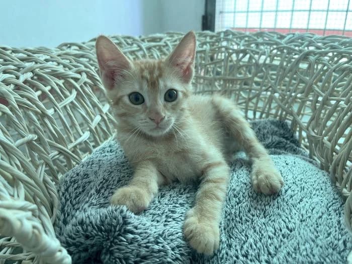 Caqui, female puppy mixed breed for adoption at Almanimal Castalla