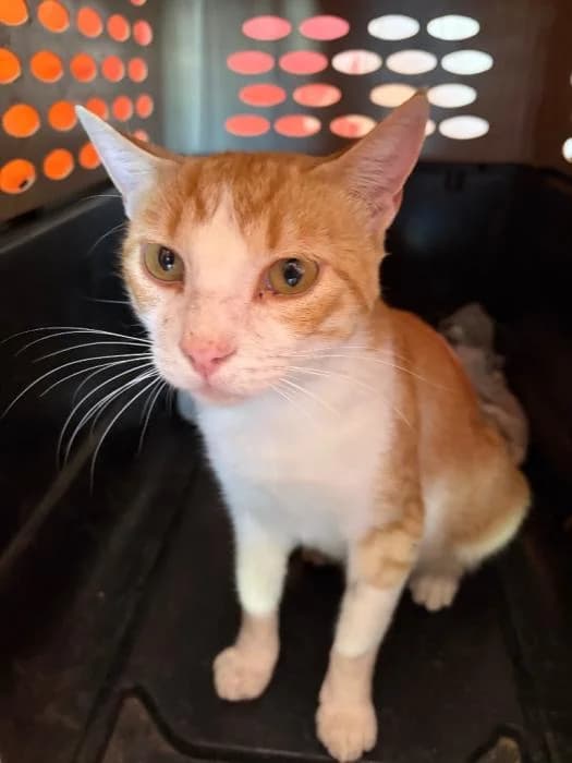 Golden, male young Mixed Breed for adoption at Almanimal Castalla