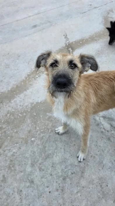 Ronda, female young Mixed Breed for adoption at Almanimal Castalla