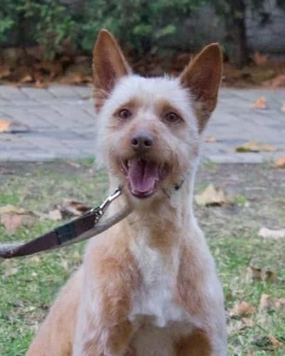 BENJI (PERDIDO), male senior Podenco for adoption at Protectora Defensa Animal Palentina