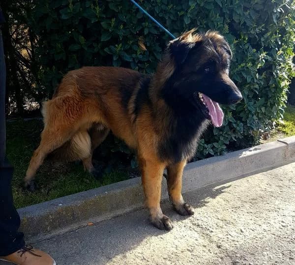 Limón, male senior Belgian Malinois for adoption at Protectora Defensa Animal Palentina