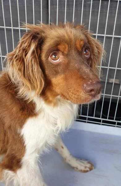 Ares (PERDIDO), male senior Mixed Breed for adoption at Protectora Defensa Animal Palentina