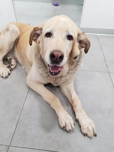 Nara, female senior mixed breed for adoption at Protectora Defensa Animal Palentina