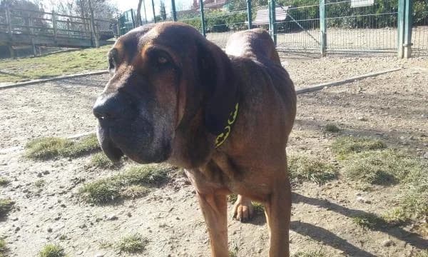 Otto (PREADOPTADO), male senior Mixed Breed for adoption at Protectora Defensa Animal Palentina