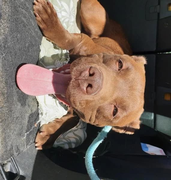 Trufa, female senior Mixed Breed for adoption at Protectora Defensa Animal Palentina