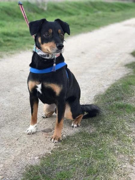 Nuño, male 5yo Mixed Breed for adoption at Protectora Defensa Animal Palentina