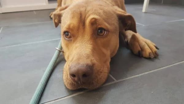 Vanilla, female 6yo Mixed Breed for adoption at Protectora Defensa Animal Palentina