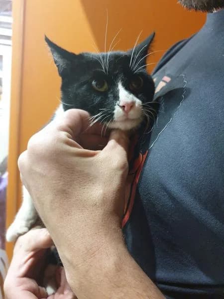 Sushi, male 6yo European Shorthair for adoption at Protectora Defensa Animal Palentina