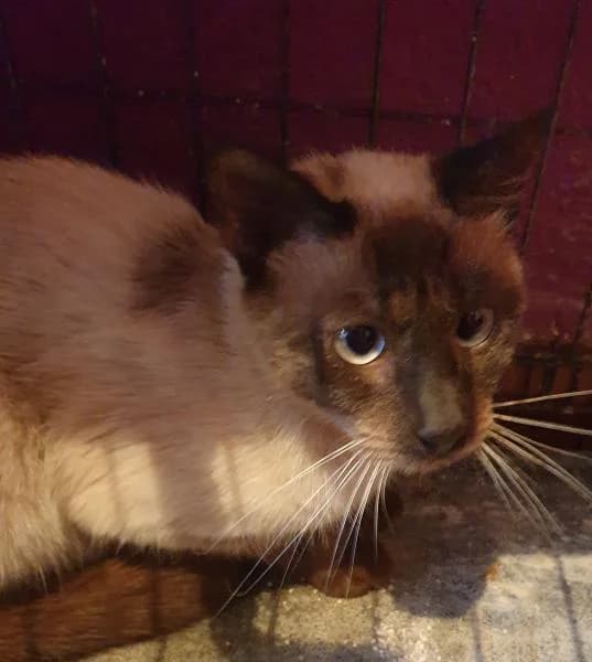 Nanuk, female 7yo Siamese for adoption at Protectora Defensa Animal Palentina