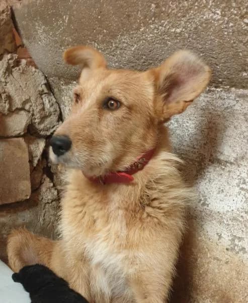 Jazz - (PERDIDO), female 7yo Mixed Breed for adoption at Protectora Defensa Animal Palentina