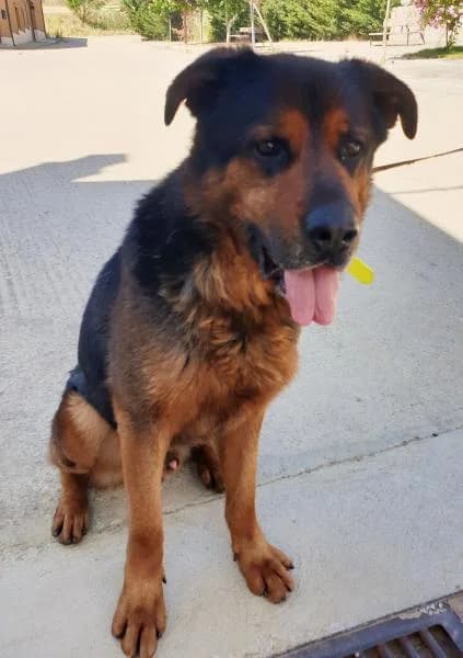 Thor, male senior Mixed Breed for adoption at Protectora Defensa Animal Palentina