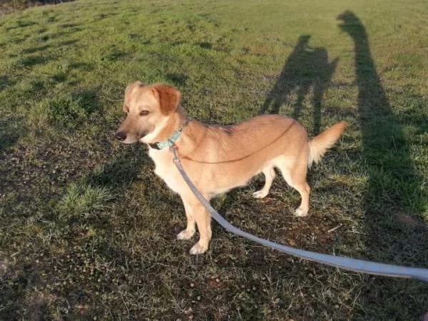 Cleo (PREADOPTADA), female senior Mixed Breed for adoption at Protectora Defensa Animal Palentina