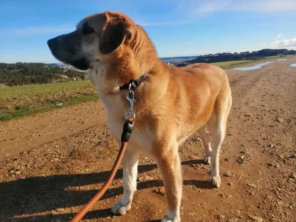 Beretta, female 6yo mixed breed for adoption at Protectora Defensa Animal Palentina