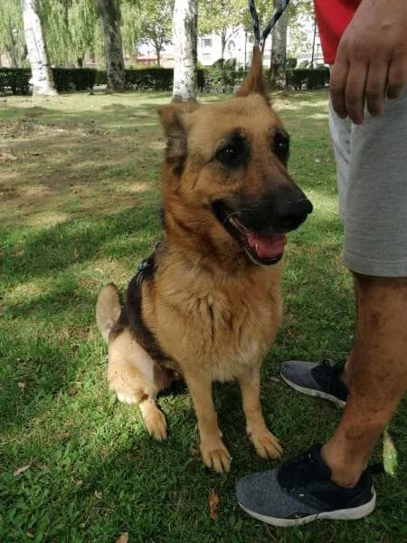 Lucille, female senior German Shepherd for adoption at Protectora Defensa Animal Palentina