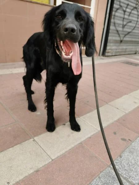 Valentin, male 7yo mixed breed for adoption at Protectora Defensa Animal Palentina