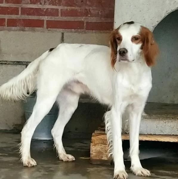 Goku, male 6yo Mixed Breed for adoption at Protectora Defensa Animal Palentina